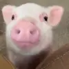 🍜 Эмодзи «😋 Pig emoji - миленькие поросятки» для Telegram