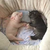 🥰 Эмодзи «😋 Pig emoji - миленькие поросятки» для Telegram