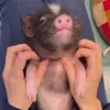 ☺️ Эмодзи «😋 Pig emoji - миленькие поросятки» для Telegram