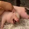 😴 Эмодзи «😋 Pig emoji - миленькие поросятки» для Telegram
