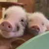 🥰 Эмодзи «😋 Pig emoji - миленькие поросятки» для Telegram
