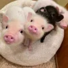 🤭 Эмодзи «😋 Pig emoji - миленькие поросятки» для Telegram