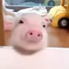 🥰 Эмодзи «😋 Pig emoji - миленькие поросятки» для Telegram
