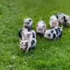 😵 Эмодзи «😋 Pig emoji - миленькие поросятки» для Telegram