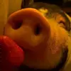 🍓 Эмодзи «😋 Pig emoji - миленькие поросятки» для Telegram
