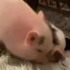 😘 Эмодзи «😋 Pig emoji - миленькие поросятки» для Telegram