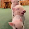 🔞 Эмодзи «😋 Pig emoji - миленькие поросятки» для Telegram