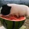 🍉 Эмодзи «😋 Pig emoji - миленькие поросятки» для Telegram