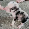 😵‍💫 Эмодзи «😋 Pig emoji - миленькие поросятки» для Telegram