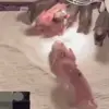 😡 Эмодзи «😋 Pig emoji - миленькие поросятки» для Telegram