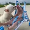 Эмодзи 😋 Pig emoji - миленькие поросятки для Telegram — скачать