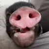 🥱 Эмодзи «😋 Pig emoji - миленькие поросятки» для Telegram