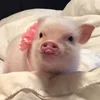 😜 Эмодзи «😋 Pig emoji - миленькие поросятки» для Telegram