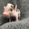 😬 Эмодзи «😋 Pig emoji - миленькие поросятки» для Telegram