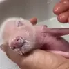 😴 Эмодзи «😋 Pig emoji - миленькие поросятки» для Telegram