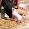 🫢 Эмодзи «😋 Pig emoji - миленькие поросятки» для Telegram