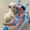 😘 Эмодзи «😋 Pig emoji - миленькие поросятки» для Telegram