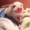 😳 Эмодзи «😋 Pig emoji - миленькие поросятки» для Telegram