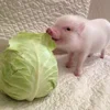 🥬 Эмодзи «😋 Pig emoji - миленькие поросятки» для Telegram