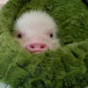 🤩 Эмодзи «😋 Pig emoji - миленькие поросятки» для Telegram