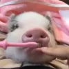 🪥 Эмодзи «😋 Pig emoji - миленькие поросятки» для Telegram