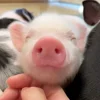 🥰 Эмодзи «😋 Pig emoji - миленькие поросятки» для Telegram