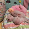 😴 Эмодзи «😋 Pig emoji - миленькие поросятки» для Telegram