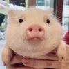 😳 Эмодзи «😋 Pig emoji - миленькие поросятки» для Telegram
