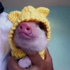 🥰 Эмодзи «😋 Pig emoji - миленькие поросятки» для Telegram