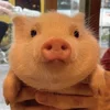 😳 Эмодзи «😋 Pig emoji - миленькие поросятки» для Telegram