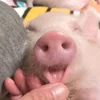 ☺️ Эмодзи «😋 Pig emoji - миленькие поросятки» для Telegram