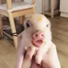 😋 Эмодзи «😋 Pig emoji - миленькие поросятки» для Telegram