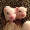 🥰 Эмодзи «😋 Pig emoji - миленькие поросятки» для Telegram
