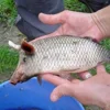 🐟 Эмодзи «😋 Pig emoji - миленькие поросятки» для Telegram