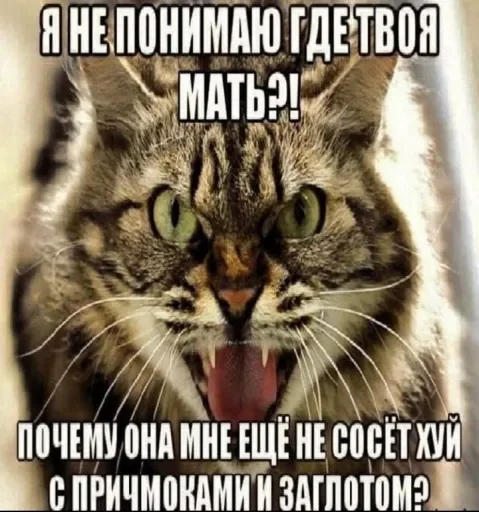 🐈 Стикер «люблю любить пиздец» для Telegram