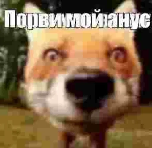 🥺 Стикер «люблю любить пиздец» для Telegram