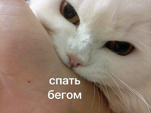 😴 Стикер «SVP» для Telegram