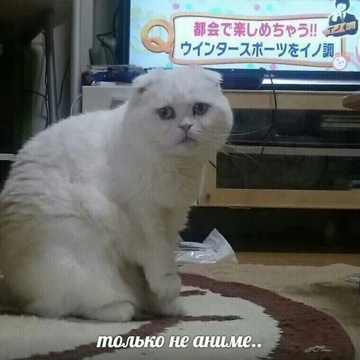 😞 Стикер «SVP» для Telegram