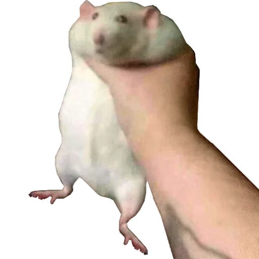 Стикерпак Take this rat! для Telegram — скачать