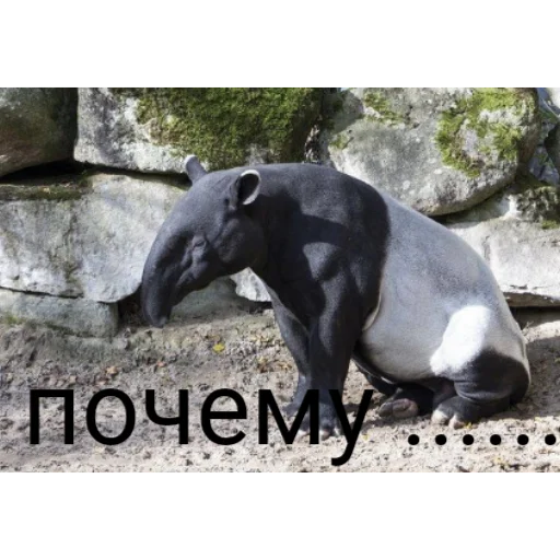 ❓ Стикер «Тапиры» для Telegram