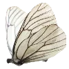 🦋 Эмодзи «green witch» для Telegram