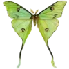 🦋 Эмодзи «green witch» для Telegram