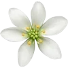 🤩 Эмодзи «green witch» для Telegram