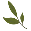 🌿 Эмодзи «green witch» для Telegram
