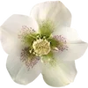 🌸 Эмодзи «green witch» для Telegram