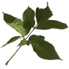 🍃 Эмодзи «green witch» для Telegram