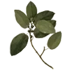 🌿 Эмодзи «green witch» для Telegram