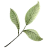 🌱 Эмодзи «green witch» для Telegram