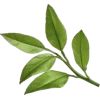 🤩 Эмодзи «green witch» для Telegram