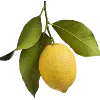 🍋 Эмодзи «green witch» для Telegram